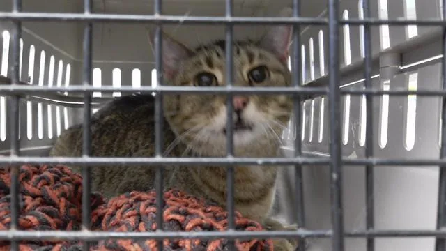 An adult small-sized female Domestic Short Hair cat named Arbor for adoption in Omaha, NE