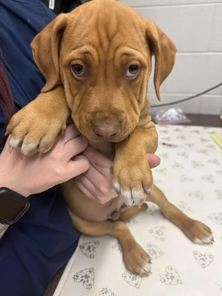 A baby medium-sized male Red / Chestnut / Orange Pit Bull Terrier dog named Ego for adoption in Warr Acres, OK