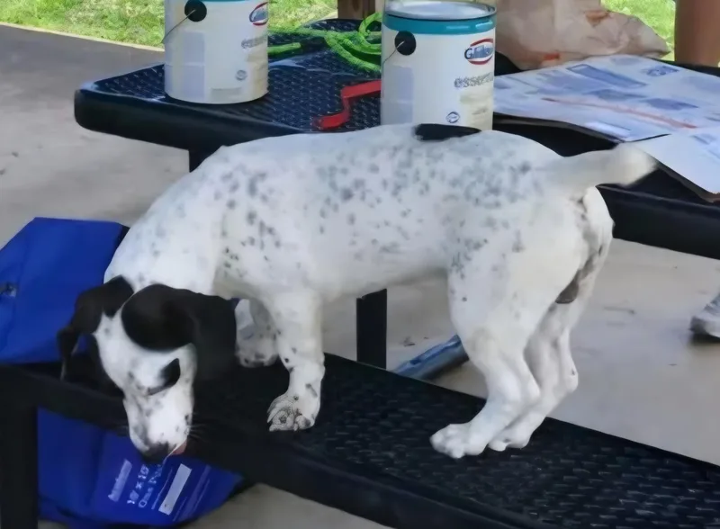 Spot