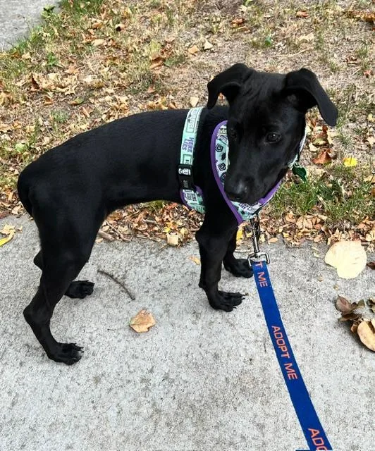 A young medium-sized male Labrador Retriever dog named Frasier for adoption in Littleton, CO