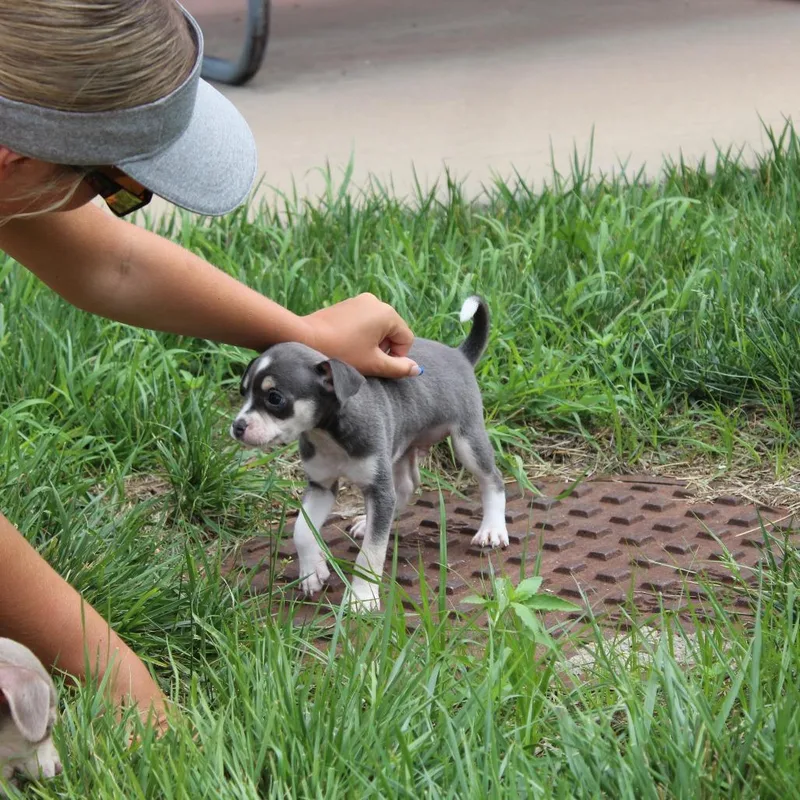 A baby small-sized male Gray / Blue / Silver Beagle dog named Lil Dopey for adoption in McPherson, KS