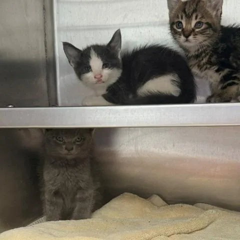 A baby small-sized male Gray / Blue / Silver Domestic Short Hair cat named Coast for adoption in Hawthorne, CA