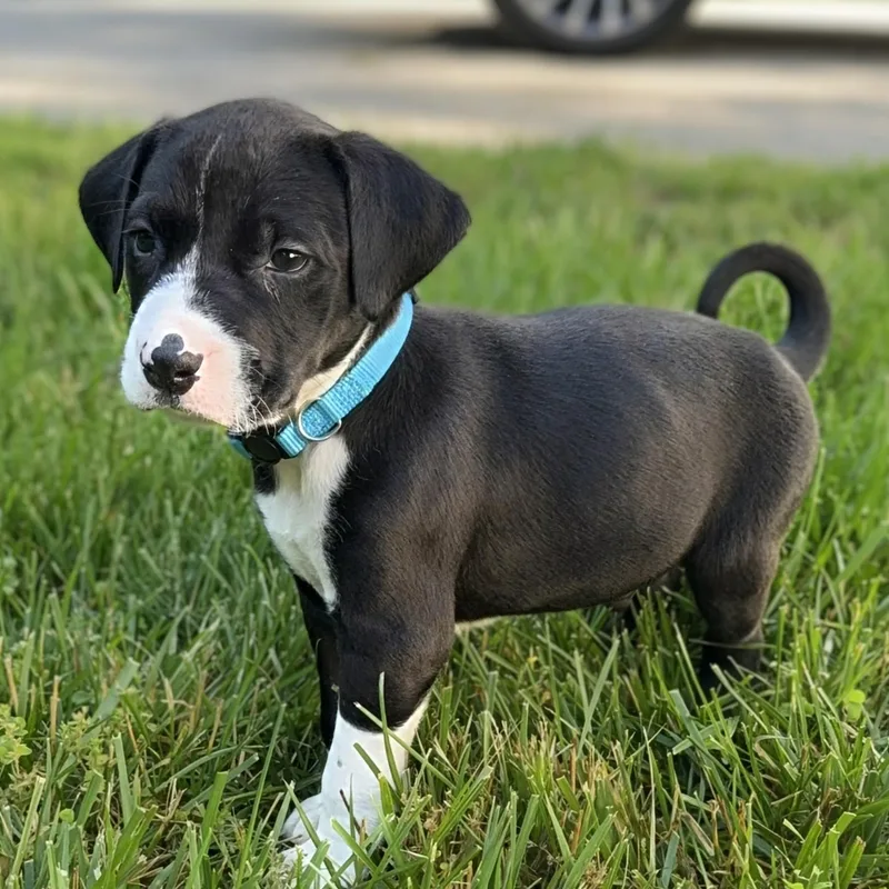 A baby medium-sized male Black Labrador Retriever dog named Squinkle for adoption in Potomac, MD