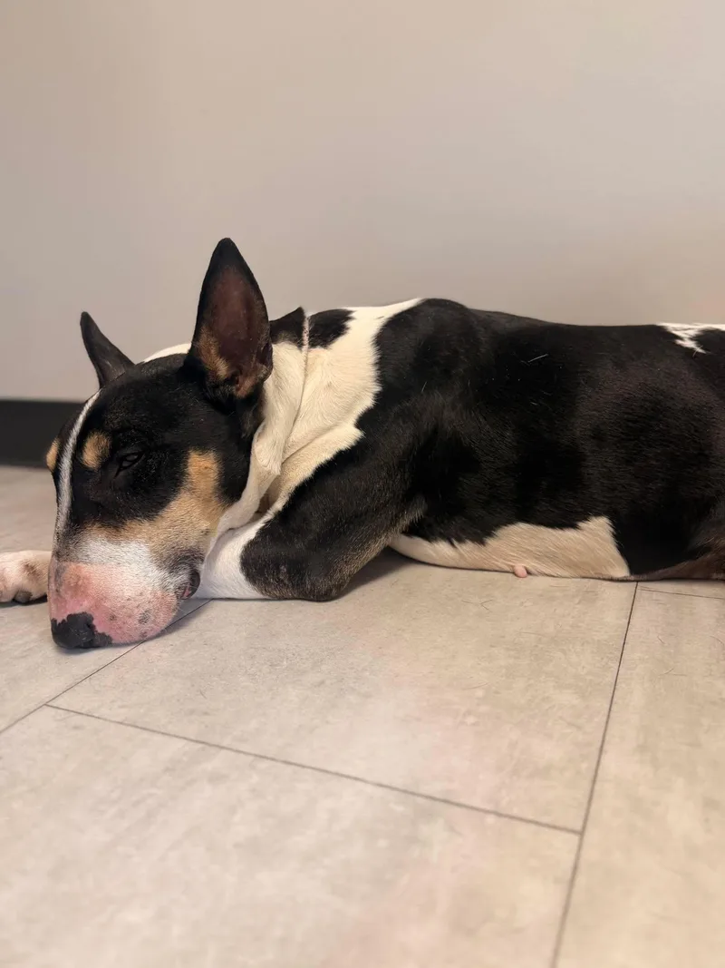An adult large-sized female Bull Terrier dog named Pandora for adoption in New York, NY