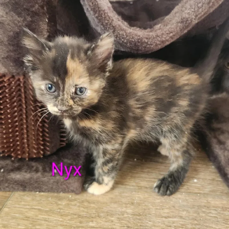 A baby small-sized female Black Domestic Short Hair cat named Nyx for adoption in Grand Rapids, MN