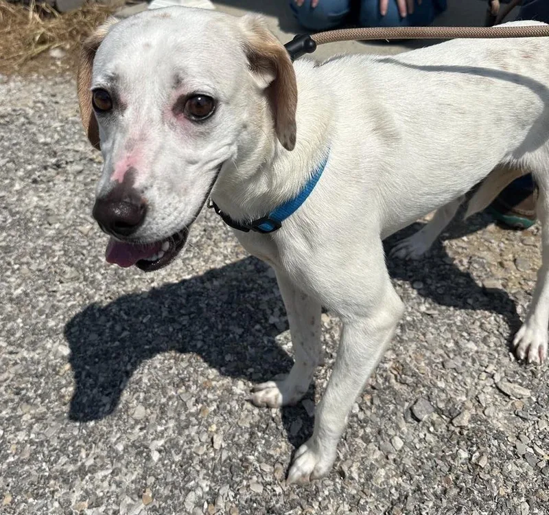 A young small-sized female Mixed Breed dog named Baby G for adoption in Evansville, IN