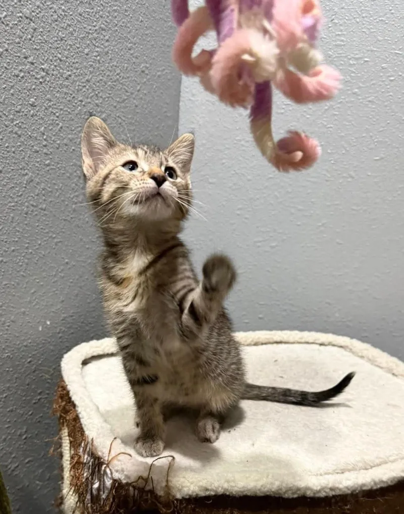 A baby medium-sized female Torbie Domestic Short Hair cat named Ursa for adoption in Sioux City, IA