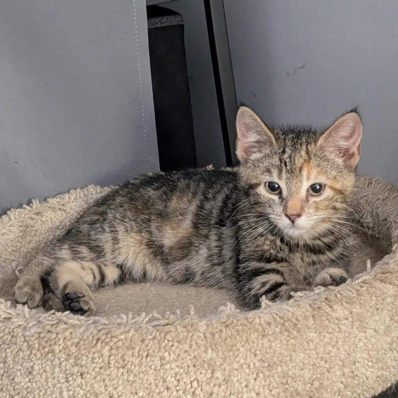 A young medium-sized female Tortoiseshell Domestic Short Hair cat named Chaloua for adoption in Alexander, NY