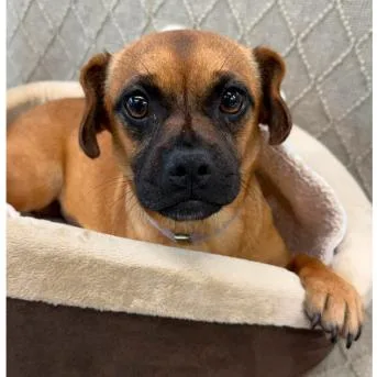A young small-sized female Brown / Chocolate Pug dog named Mimi for adoption in Tacoma, WA
