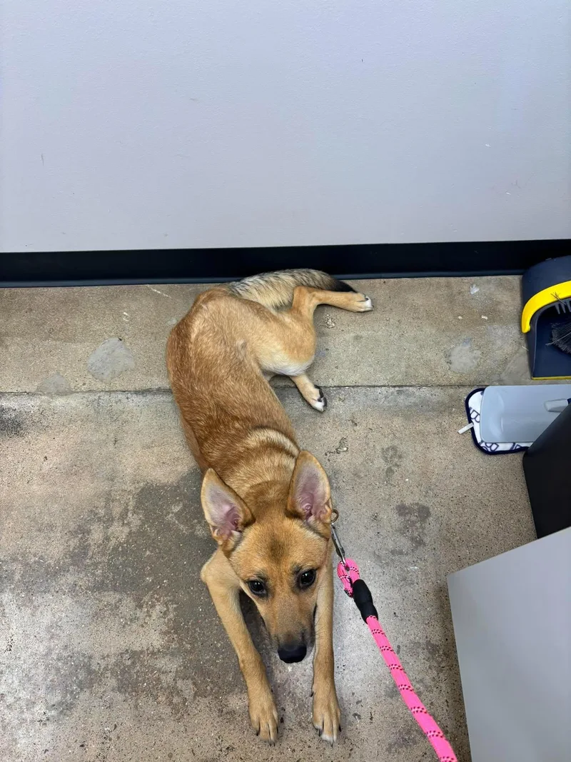 An adult medium-sized female Carolina Dog dog named Tookie for adoption in West Warwick, RI