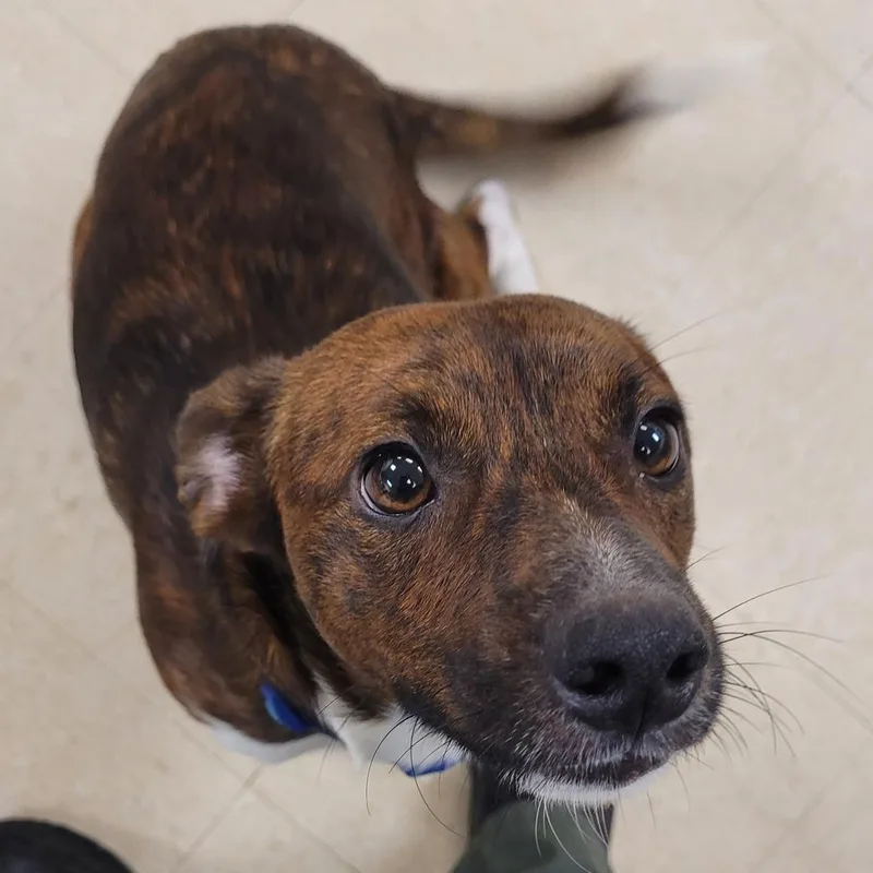 An adult medium-sized male Brindle Mixed Breed dog named Riot for adoption in Lake Panasoffkee, FL