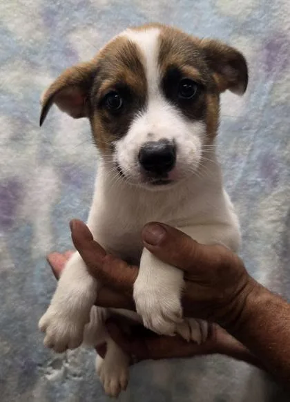A baby medium-sized male Cattle Dog dog named Rigatoni for adoption in Malvern, PA