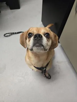 An adult small-sized male Mixed Breed dog named Cheddar for adoption in West Chester, PA
