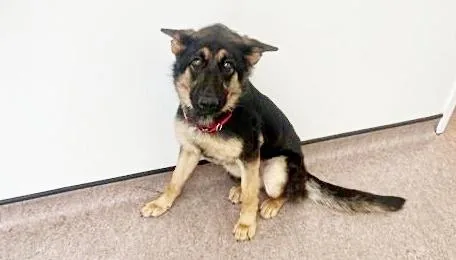 A young large-sized female German Shepherd Dog dog named Becky for adoption in Saint Louis, MO