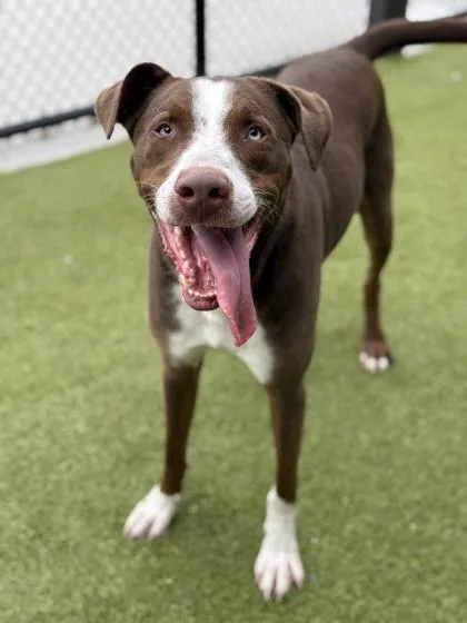 An adult large-sized male Labrador Retriever dog named Jeremy for adoption in Atlanta, GA