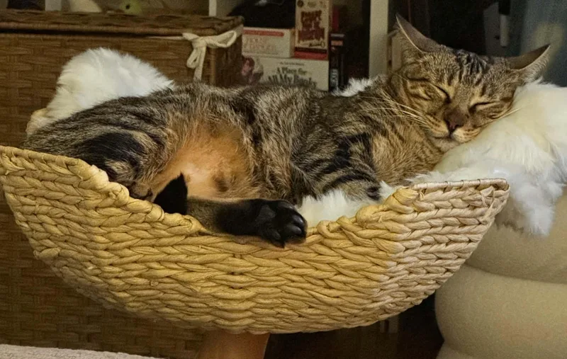 A young medium-sized female Tabby (Brown / Chocolate) Domestic Short Hair cat named Becky for adoption in New York, NY
