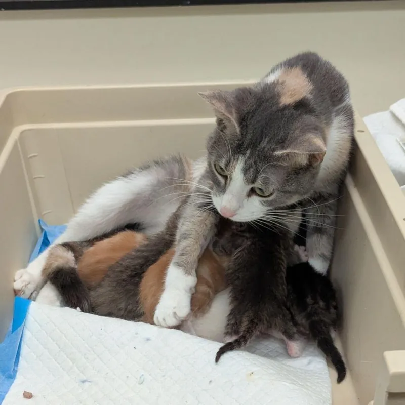 An adult medium-sized female Calico Domestic Short Hair cat named Rainbow for adoption in Lynchburg, VA