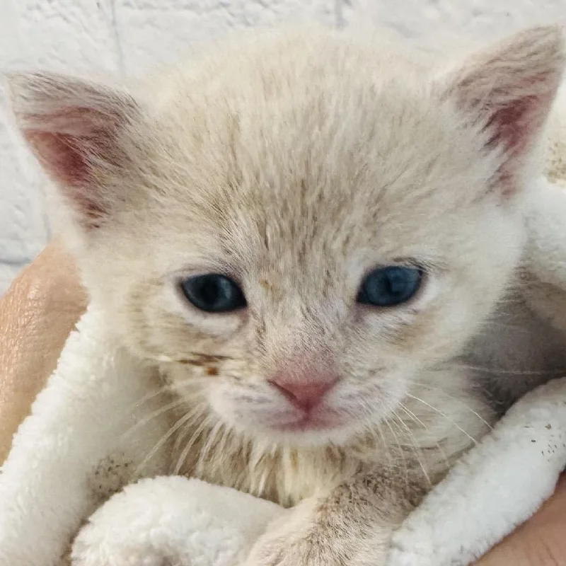 A baby small-sized female Buff / Tan / Fawn Domestic Short Hair cat named Waverly for adoption in Harrisonburg, VA