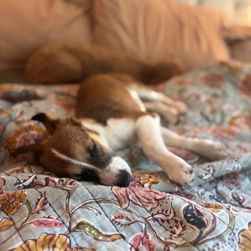 A baby small-sized female Sable Corgi dog named Franchie for adoption in Rochester, MN