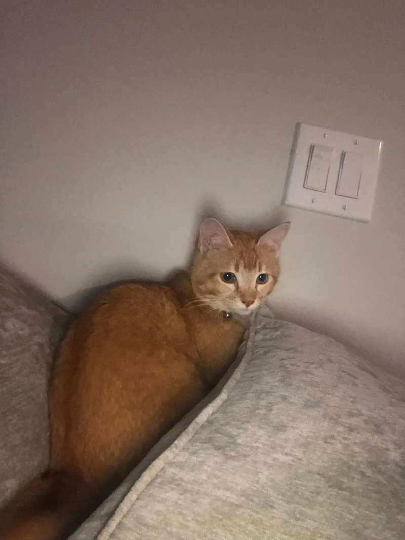 Ginger Courtesy Listing Contact