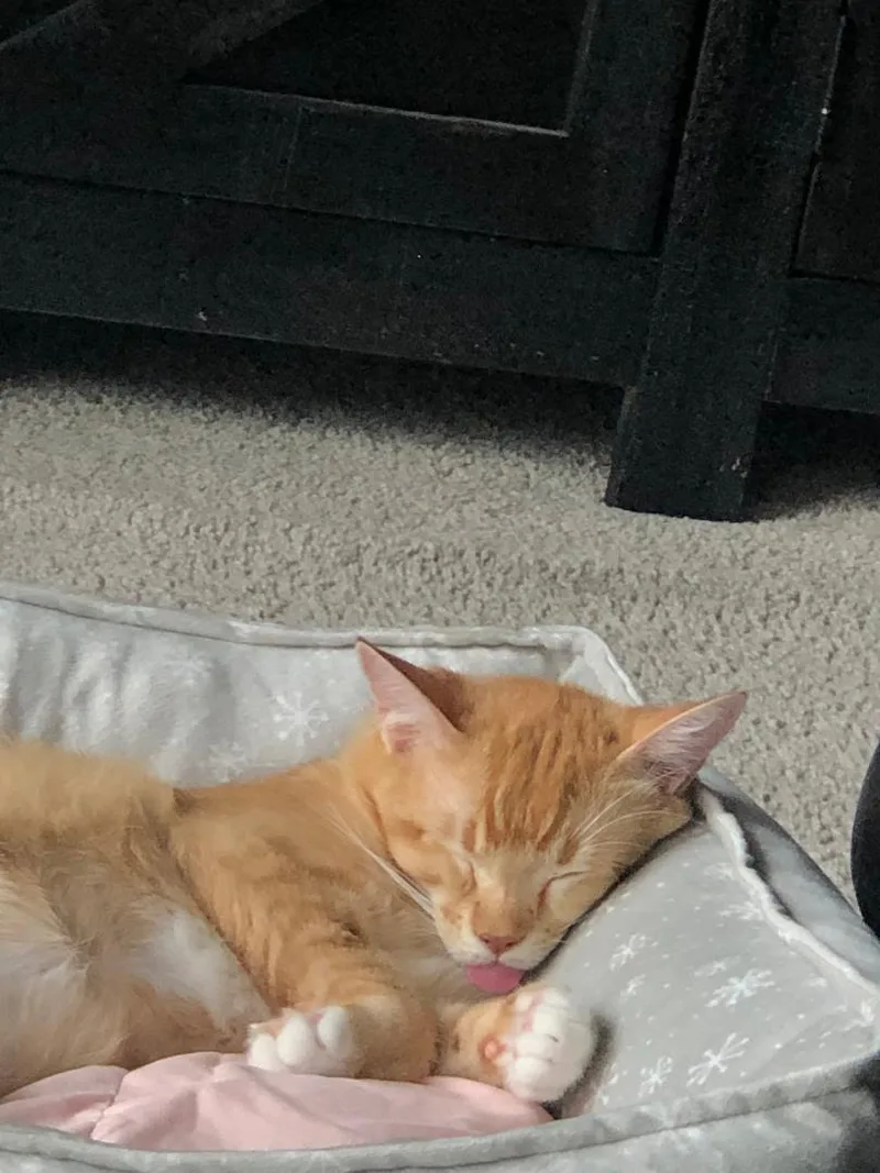 Ginger Courtesy Listing Contact thumbnail 2