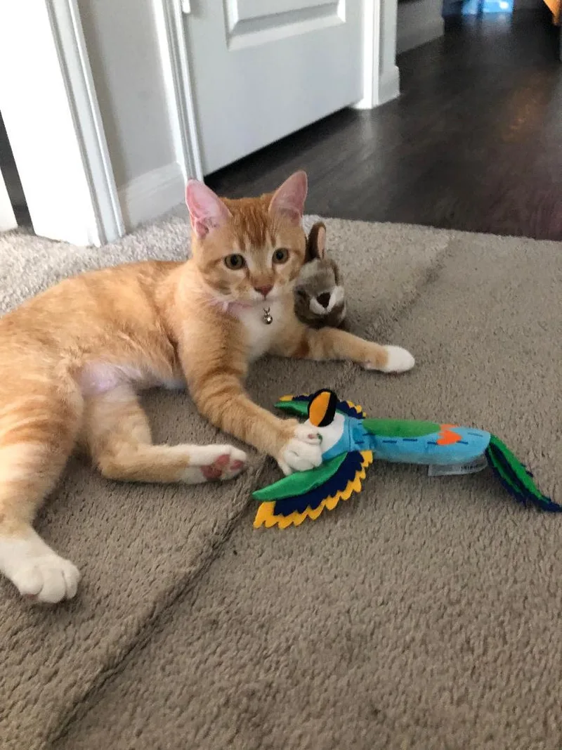 Ginger Courtesy Listing Contact thumbnail 3