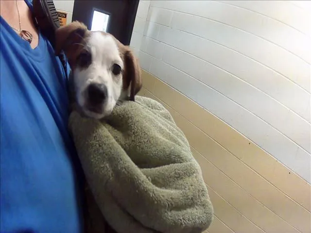 A baby small-sized female Saint Bernard dog named Monty for adoption in Tulsa, OK