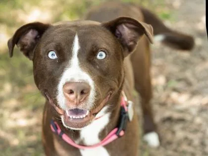 A young medium-sized female Mixed Breed dog named Crumbl for adoption in Hamilton, OH