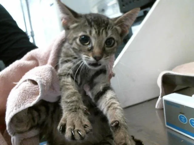 A baby small-sized female Domestic Short Hair cat named Magy for adoption in Houston, TX
