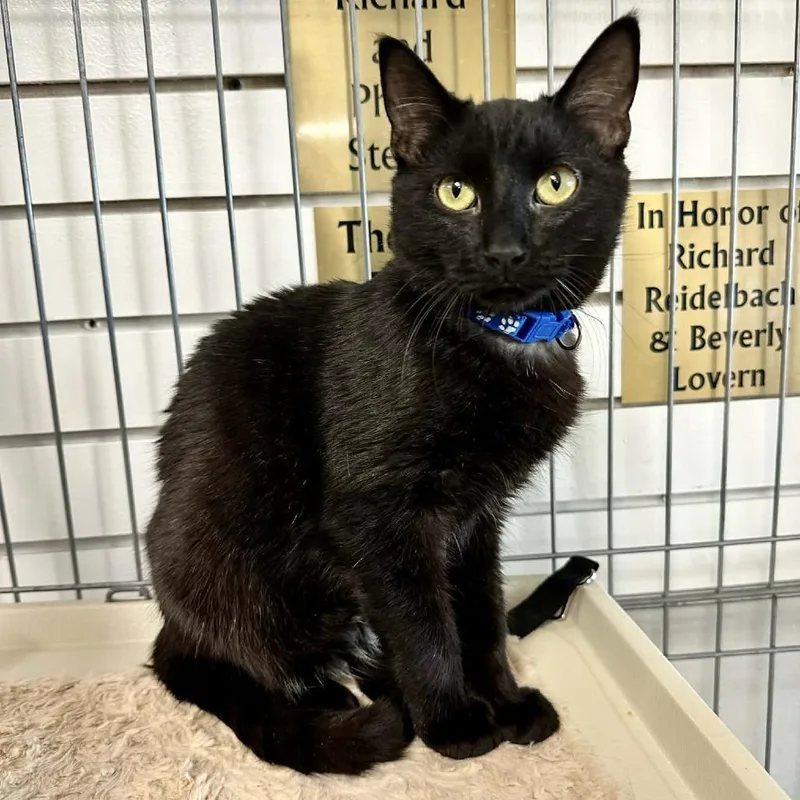 A young medium-sized male Black Domestic Short Hair cat named Doxie Lr for adoption in Union, MO