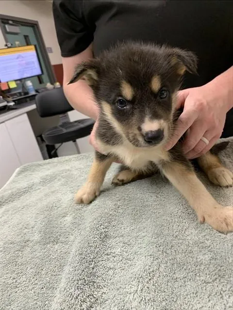A baby medium-sized female Husky dog named Melody for adoption in Fairbanks, AK