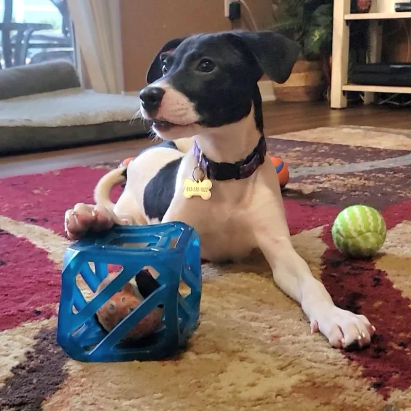A baby medium-sized female Hound dog named Dolly for adoption in Seminole, FL