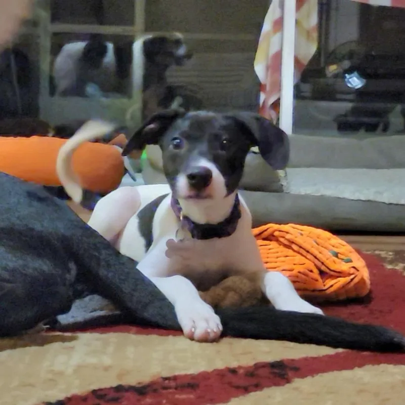 Dolly thumbnail 2