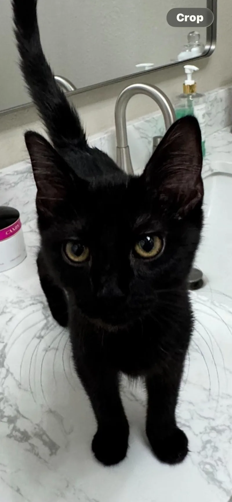 A young medium-sized female Black Domestic Short Hair cat named Merci for adoption in Scottsdale, AZ