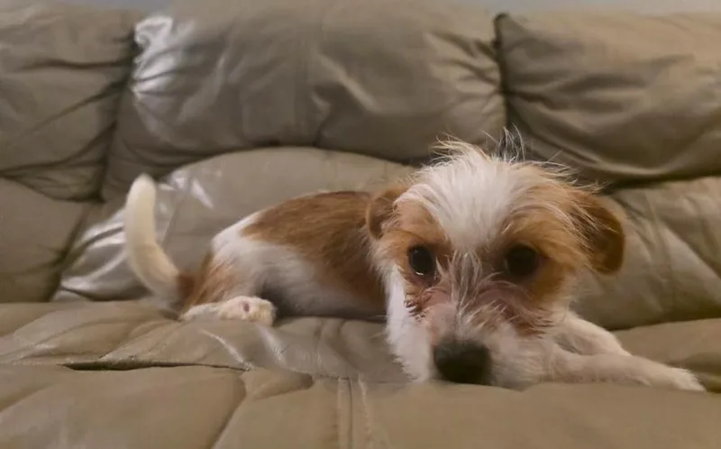 A baby small-sized male White / Cream Yorkshire Terrier dog named Cedar for adoption in Manvel, TX