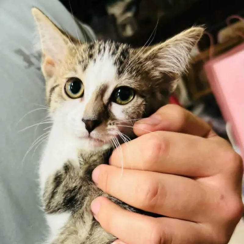 A baby small-sized male White Domestic Short Hair cat named Scootaloo for adoption in Davison, MI