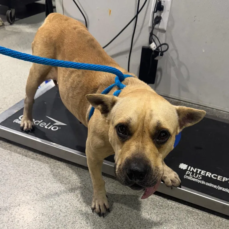 An adult medium-sized female Brown / Chocolate Terrier dog named Hannah for adoption in Tampa, FL