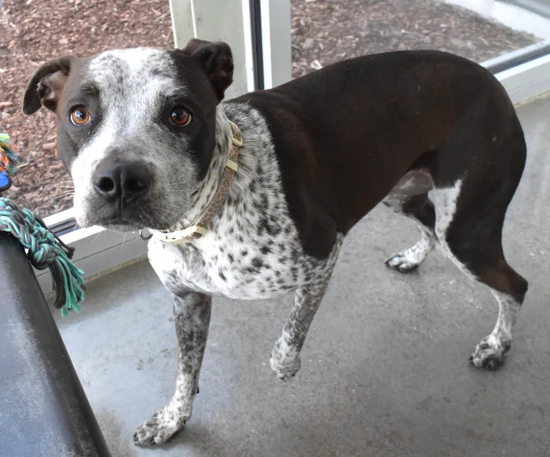 An adult medium-sized male Black Pit Bull Terrier dog named "belle" for adoption in Broken Arrow, OK