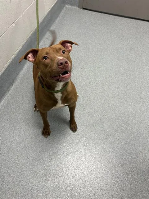 A young medium-sized female Pit Bull Terrier dog named Rainy for adoption in Indianapolis, IN