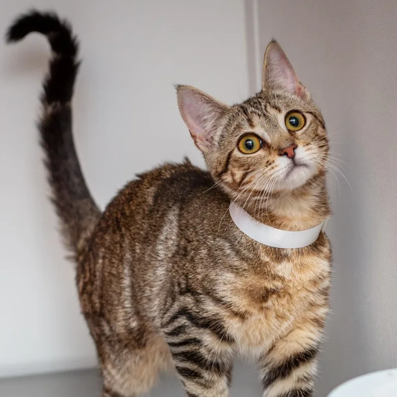 A baby small-sized female Brown / Chocolate Domestic Short Hair cat named Bam Bam for adoption in Hattiesburg, MS