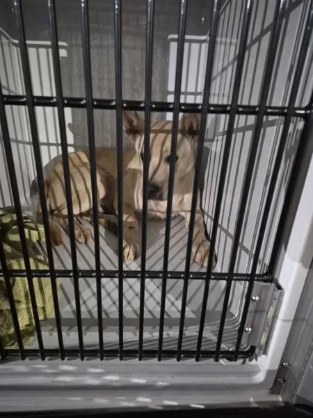 A young medium-sized male Shepherd dog named Ic c Gunner for adoption in Lawrenceville, GA