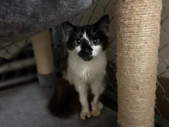 An adult small-sized female Domestic Short Hair cat named Hazel for adoption in Gainesville, FL