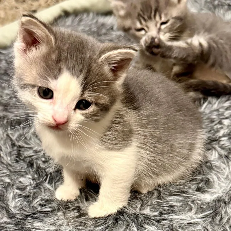 A baby small-sized female Gray / Blue / Silver Domestic Short Hair cat named Chai for adoption in Houston, TX