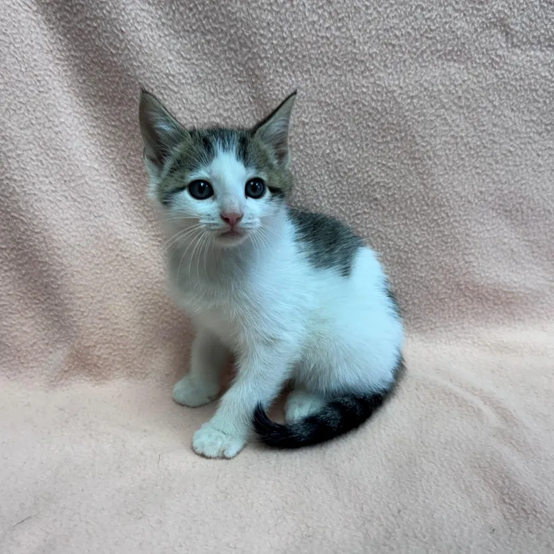 A young medium-sized male Tabby (Brown / Chocolate) Domestic Short Hair cat named Harvest for adoption in Edinburg, VA