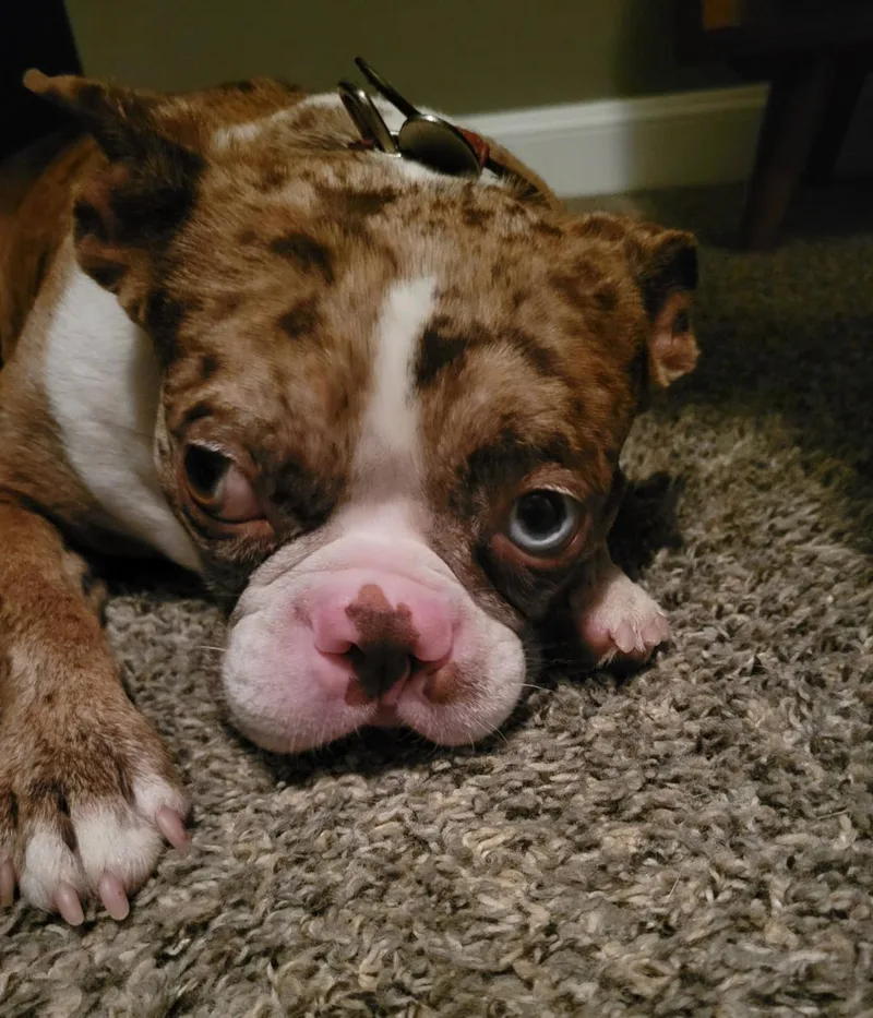 A young small-sized male Boston Terrier dog named Colby in MO for adoption in Elkhorn, NE