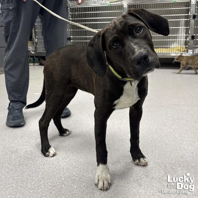A baby large-sized female Labrador Retriever dog named Cassatt for adoption in Washington, DC