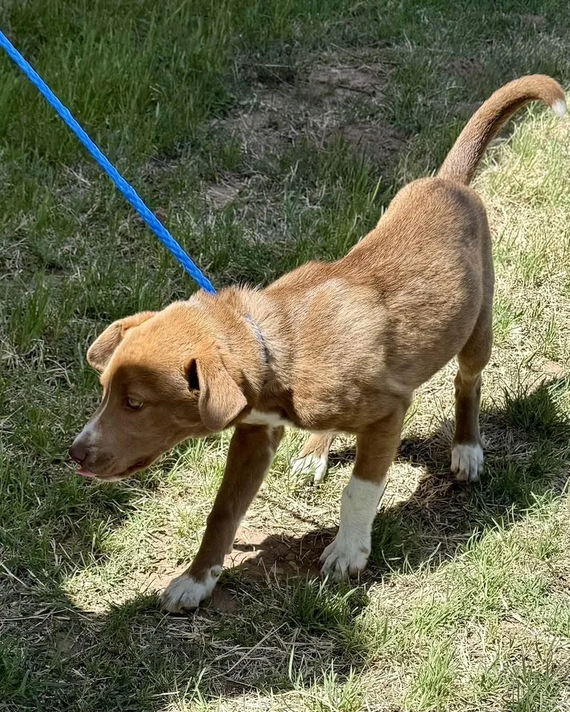 A baby medium-sized female Golden Labrador Retriever dog named Delilah for adoption in Dripping Springs, TX