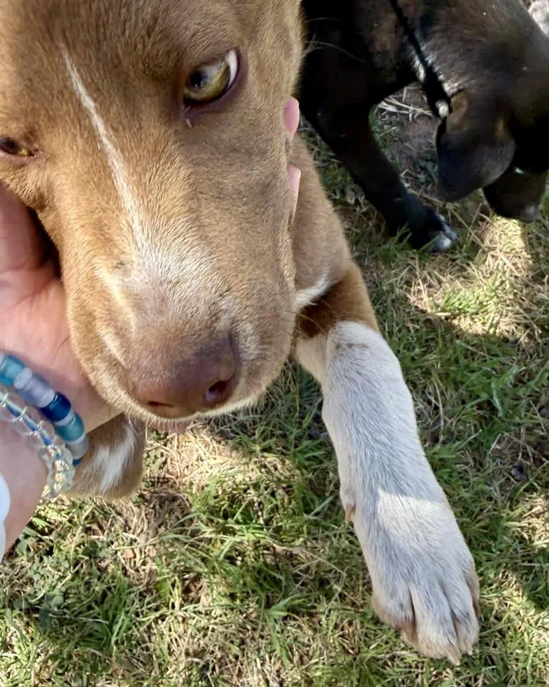 Delilah thumbnail 4