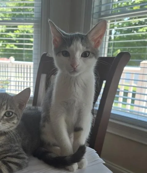 A baby small-sized female Gray & White Domestic Short Hair cat named Suzy for adoption in Mooresville, NC