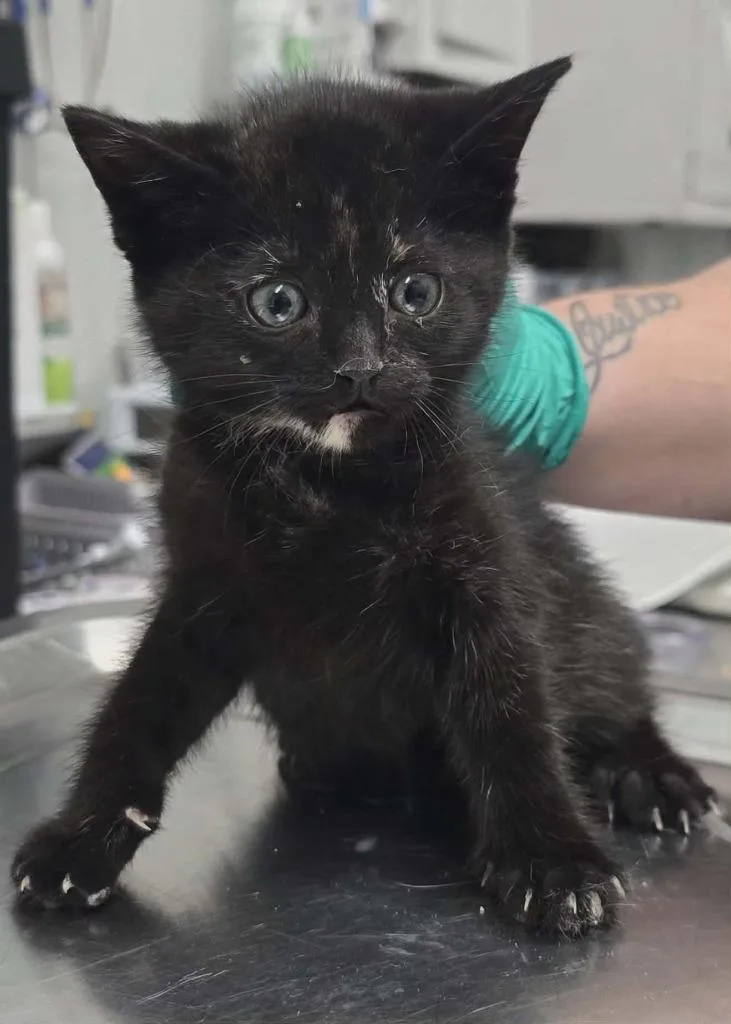 A baby small-sized female Domestic Medium Hair cat named Spicy for adoption in Hillsdale, IN
